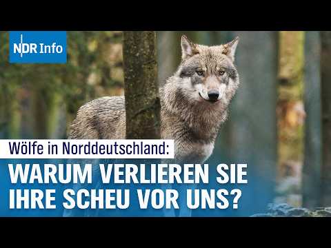 Wölfe in Deutschland: Immer näher am Menschen – Eine wachsende Gefahr? | NDR Info