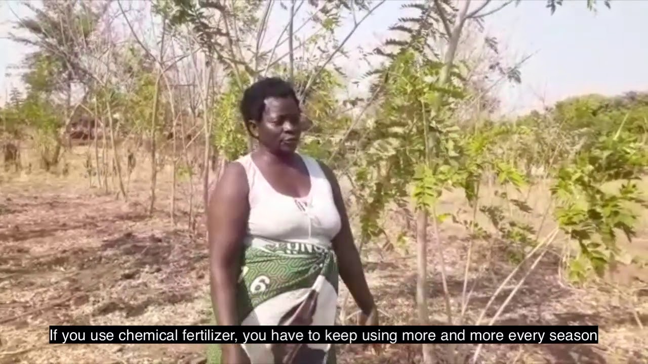 Meet Margaret Lungu, an organic farmer in Zambia 🇿🇲