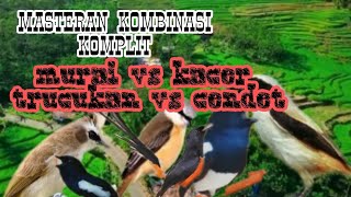 Download lagu MASTERAN KOMBINASI KICAU MANIA. MURAI VS KACER VS TRUCUKAN VS CENDET.. LANGSUNG RESPON mp3 Download lagu MASTERAN KOMBINASI KICAU MANIA. MURAI VS KACER VS TRUCUKAN VS CENDET.. LANGSUNG RESPON mp3