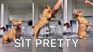 Teach Your Dog “Sit Pretty”