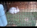 Backyard Meat Rabbits - Florida White 