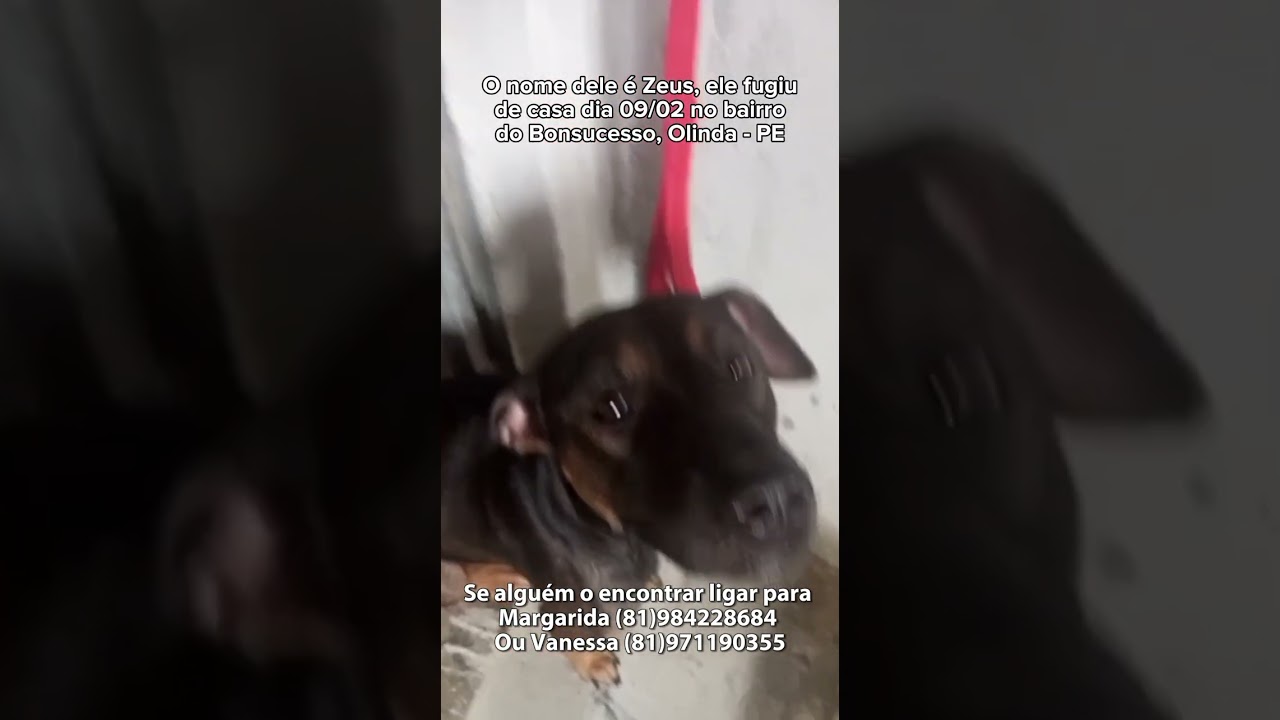 Cachorro raça Pit-Bull idade 3 anos nome Zeus 
