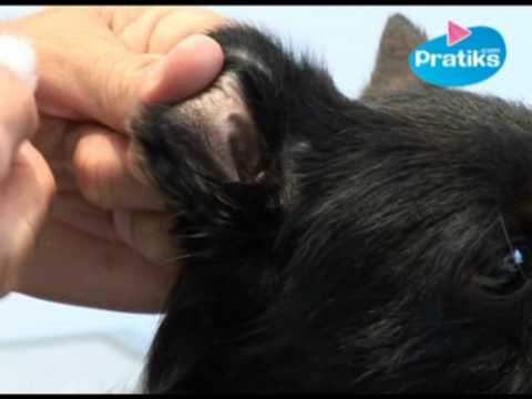comment traiter mites dans oreilles de chat naturellement