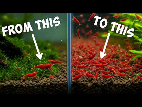 The ULTIMATE Guide to Breeding Red Cherry Shrimp🦐