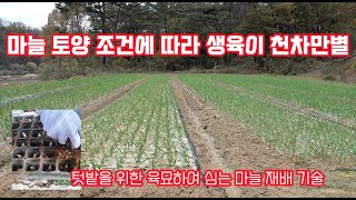 마늘 정식!! 파종?? 마늘을 육묘하여 심는 방법?? 그리고 토양 조건에 따라 마늘 생육 차이는 크게 발생합…
