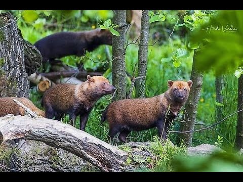 Cánidos crípticos: redescubriendo al perro de monte