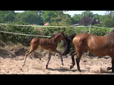 *2018 Hengstfohlen von Hickstead White - Quidam's Rubin