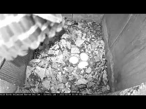 Egg #3 Laid At Barred Owl Nest! – March 4, 2022