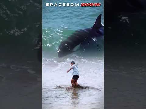 WATCH OUT! BEHIND THERE IS AN ORCA