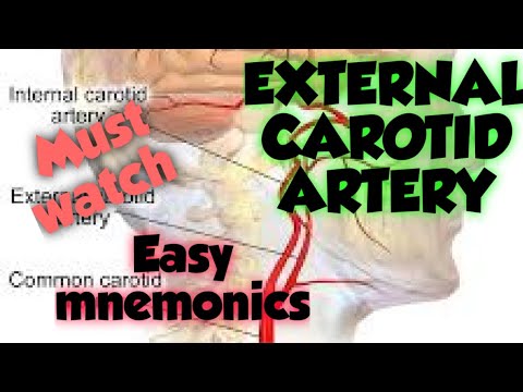 EXTERNAL CAROTID ARTERY :- GENERAL ANATOMY