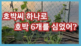 호박씨 하나로호박 6개를 심었어? 마디호박,애호박 미니밤 단호박 호박 순치기 방법,모종심기,키우기