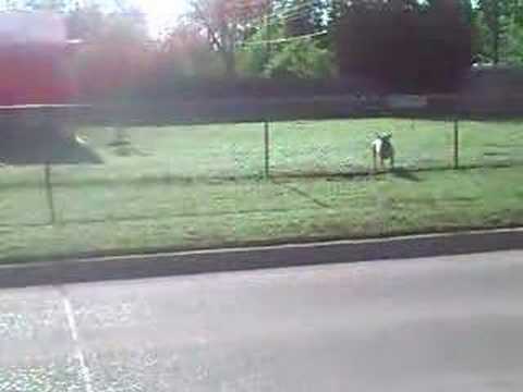 Another Barking Dog Nuisance in Norman, Oklahoma