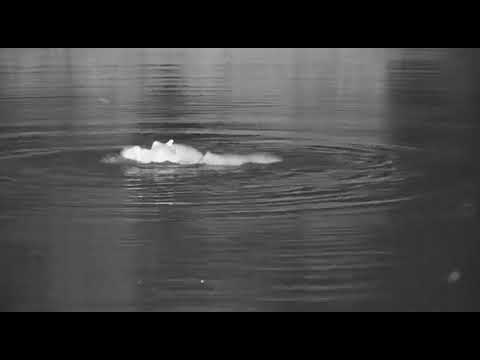 Djuma: Hippo playing with stick - 18:22 - 11/04/20