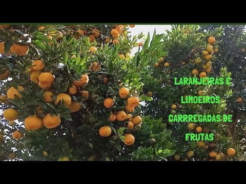 Como adubar as laranjeiras e limoeiros para encher de  frutos