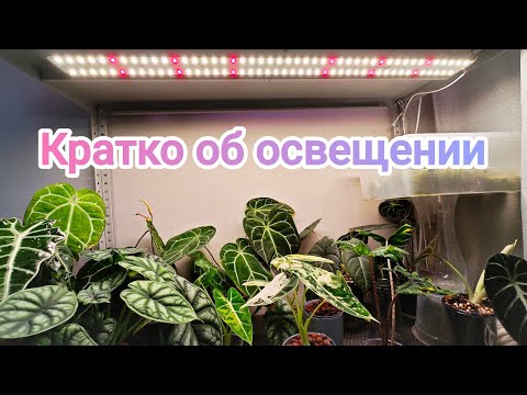 LIGHTING MY PLANTS☀️MINIFERMER vs. UNIEL💥I'll briefly share my experience and observations🤔