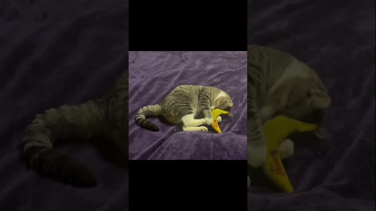 Munchkin-FIV & FeLV, a ADOPTABLE mixed breed in Berlin, CT video 1/6