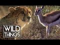 Newborn Gazelle Escapes Cheetah Wild Things