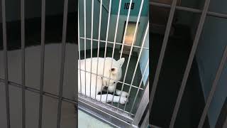 Video preview image #1 German Shepherd Dog Puppy For Sale in Pasadena, CA, USA
