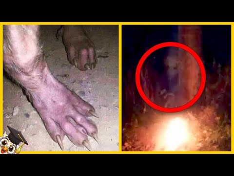 20 Najstraszniejszych Rzeczy Znalezionych W Lasach