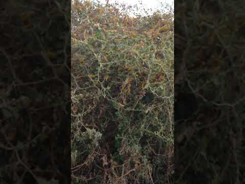 Heuschreckenplage in Äthiopien