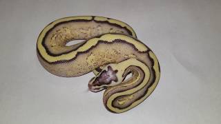 Ivory, Pastel Superstripe and Superstripe FOR SALE