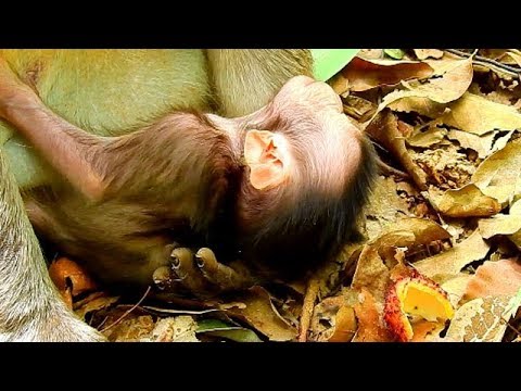 New born baby Charlee is exhausted till fall head on ground | Baby can't hug Mom