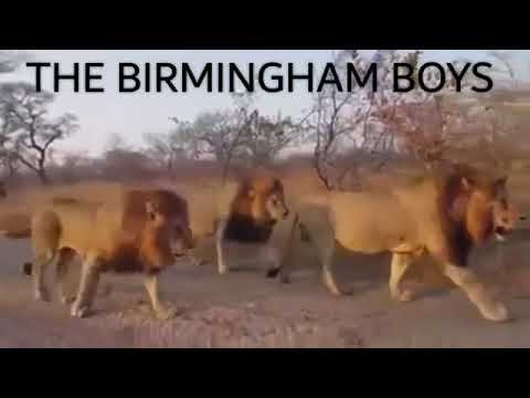 The Birmingham/Gowrie Male Lions Tribute 2018