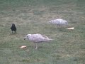 Seagulls Crows Fight Over Pizza