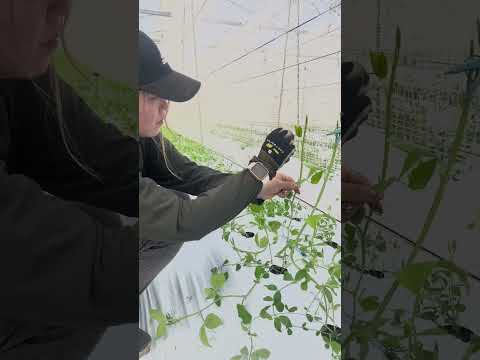 なぜ牛乳で植物に水をやるのですか？この古代の農業技術のすべての利点  庭園