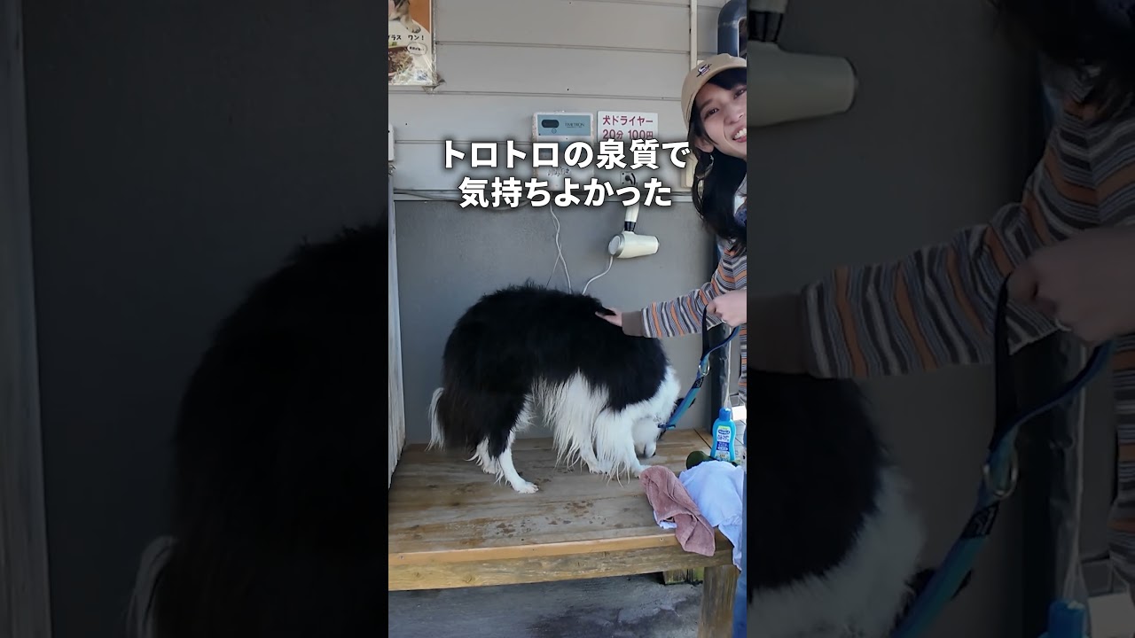 熊本わんちゃん快適温泉旅！昭和にタイムスリップしたような九州最大の木造温泉で大満足！#キャンピングカー #愛犬と旅  #車中泊 #さくら湯