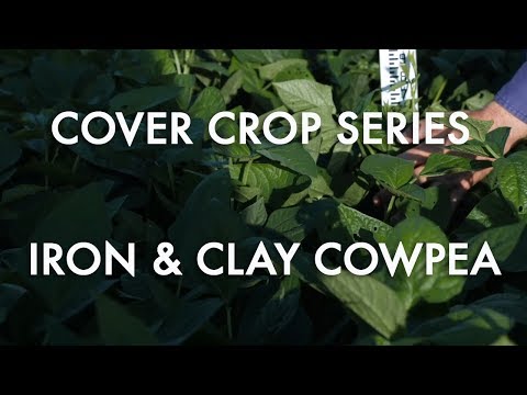 Iron and Clay Cowpea: Noble Cover Crop Series