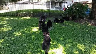 Video preview image #5 Bouvier Des Flandres-Poodle (Standard) Mix Puppy For Sale in LAKELAND, FL, USA