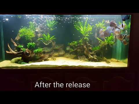 Watch Video on YouTube