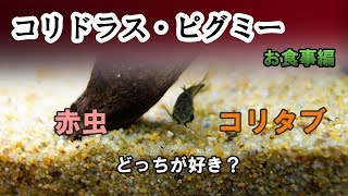 コリドラス・ピグミーお迎え後初の食事!赤虫が好き?それともコリタブ?【コリドラス水槽】#5