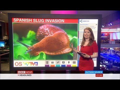 Spanish slug invasion causes alarm in Moscow (Russia) - BBC News - 30th July 2019