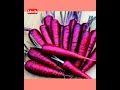 purple carrot/variety of carrot#nature #ytshorts