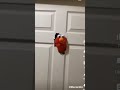 Elmo Memes Elmo ATVKIDGAMES Meme Viral