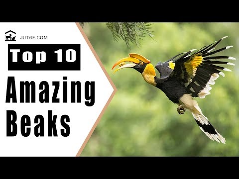 Types of Birds With Long Beaks - With Photos!