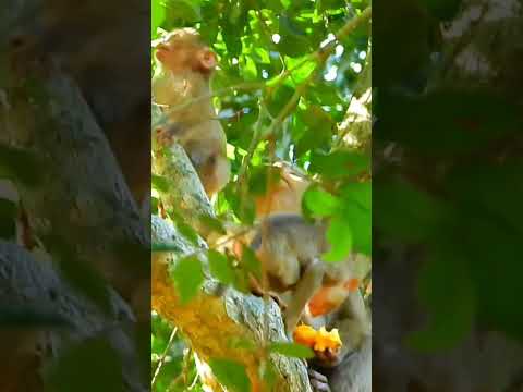 Little monkey Rainbow and Lucie. #angkorjungle  #viralshorts   #babymonkey #shorts #0931