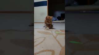 子猫と遊んでみた!!! #shorts