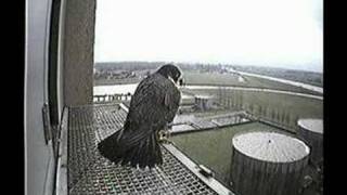 preview picture of video 'Peregrines in Zwolle Saturday January 05, 2008'