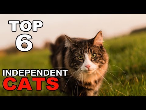 Top 6 Most Independent Cat Breeds