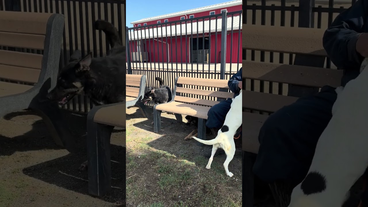 Enlarge BILLY, a Adoptable mixed breed in Delano, CA video 5/6