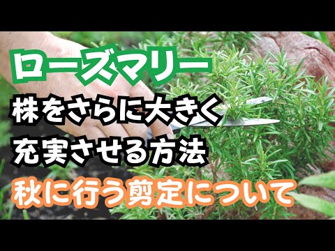 フクシアの剪定方法は？植物が実際に再び成長できるようにするには、いつ剪定する必要がありますか?  庭園