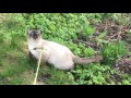 Cat Seeing A Bird For The First Time Walking With A Leash
