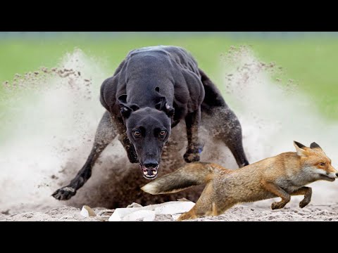 Greyhound vs Fox | Hunting Dogs |Dog vs Fox|صيد الثعالب بكلاب السلوقي |Hunting foxes with greyhounds