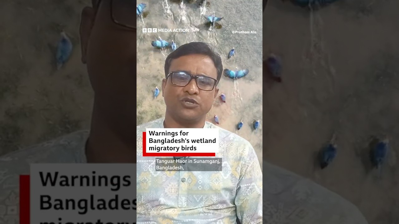 "These birds are not doing well now; the environment of the haor is not good.” BBC Media Action