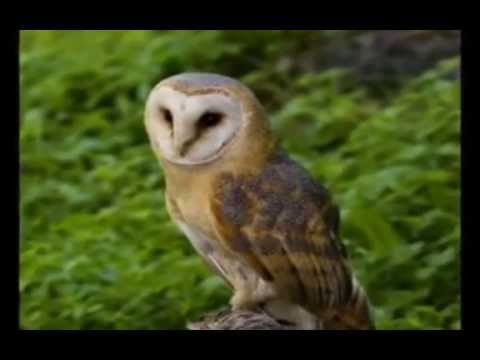 I VERSI DEGLI UCCELLI NOTTURNI