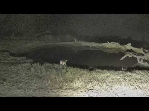 Djuma: Impala herd in for a drink early morning - 01:12 - 07/05/18