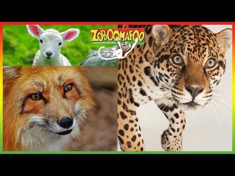 🐵 Zoboomafoo | HD Compilation | 1+ Hours | Animal Shows for Kids 🐵